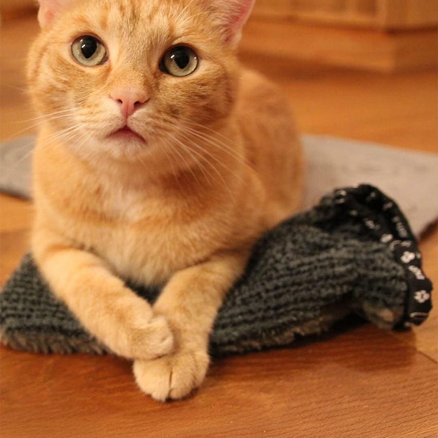 Eine orange Katze sitzt auf einem gestrickten grauen Kissen mit weißen Pfotenabdrücken auf einem Holzboden und schaut mit leicht geöffnetem Mund nach oben.