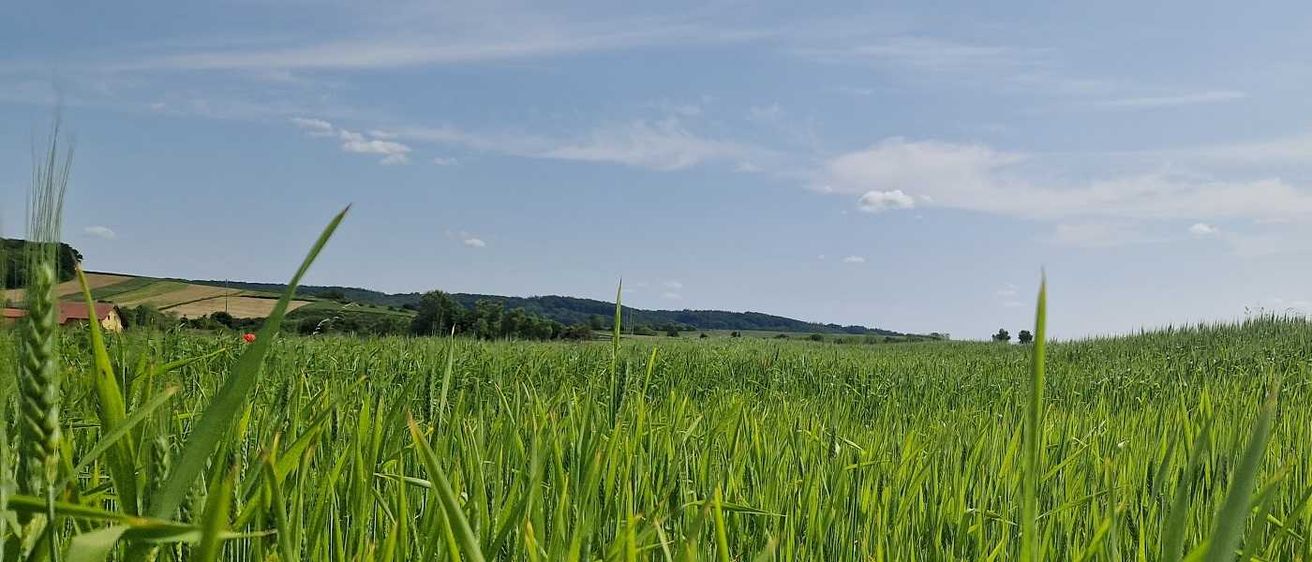 Bild enthält, Grass, Vegetation, Landscape, Nature, Outdoors, Field, Scenery, Sky, Grassland, Land