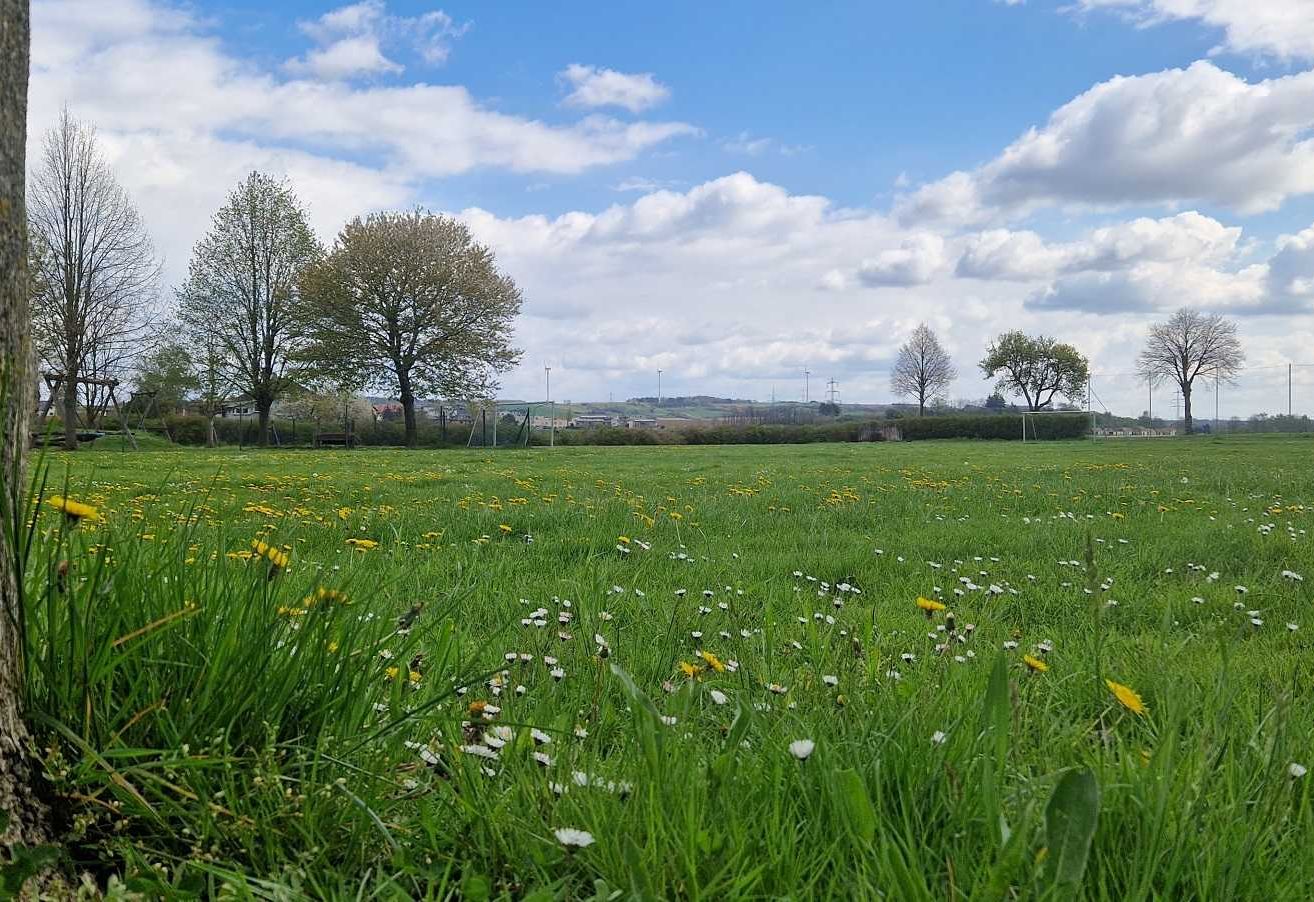 Bild enthält, Field, Grassland, Nature, Outdoors, Countryside, Meadow, Pasture, Grass, Sky, Tree