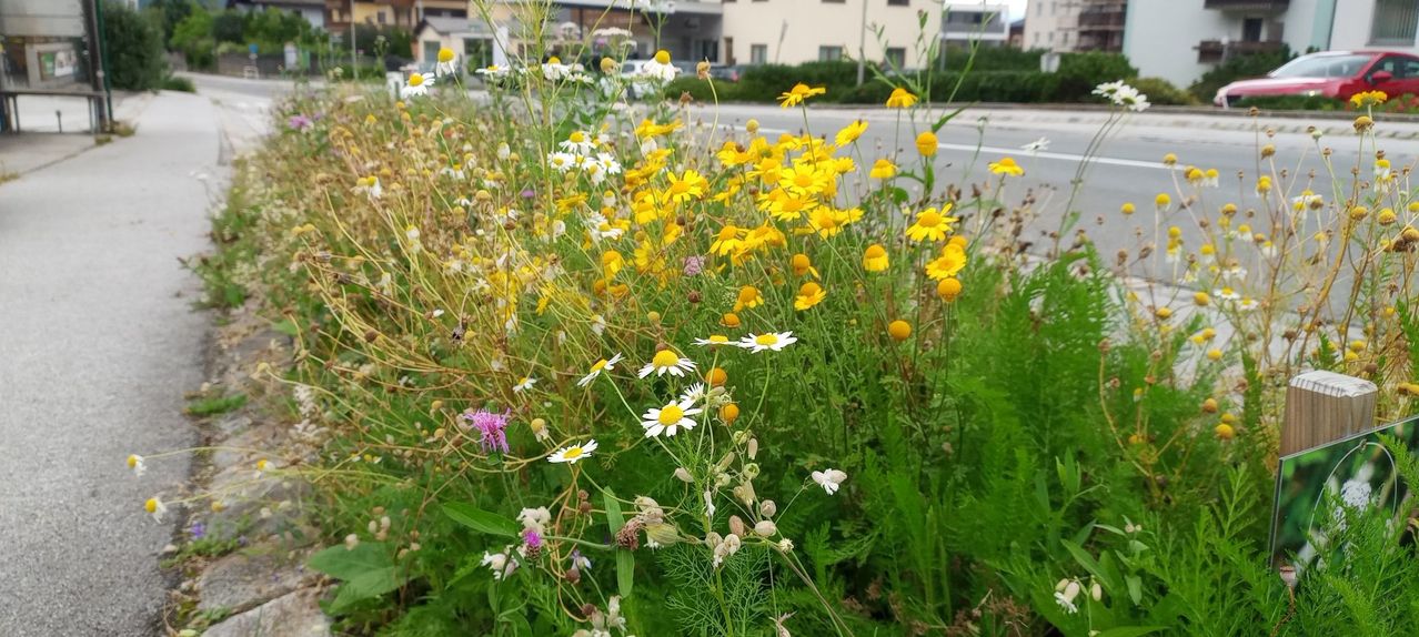 A field with a variety of colorful wildflowers, including daisies and other blossoms, in front of a building with parked cars.