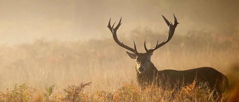 v1_migrated_image_98600715