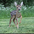 v1_migrated_image_69410061