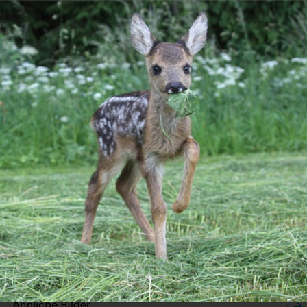 v1_migrated_image_69410061