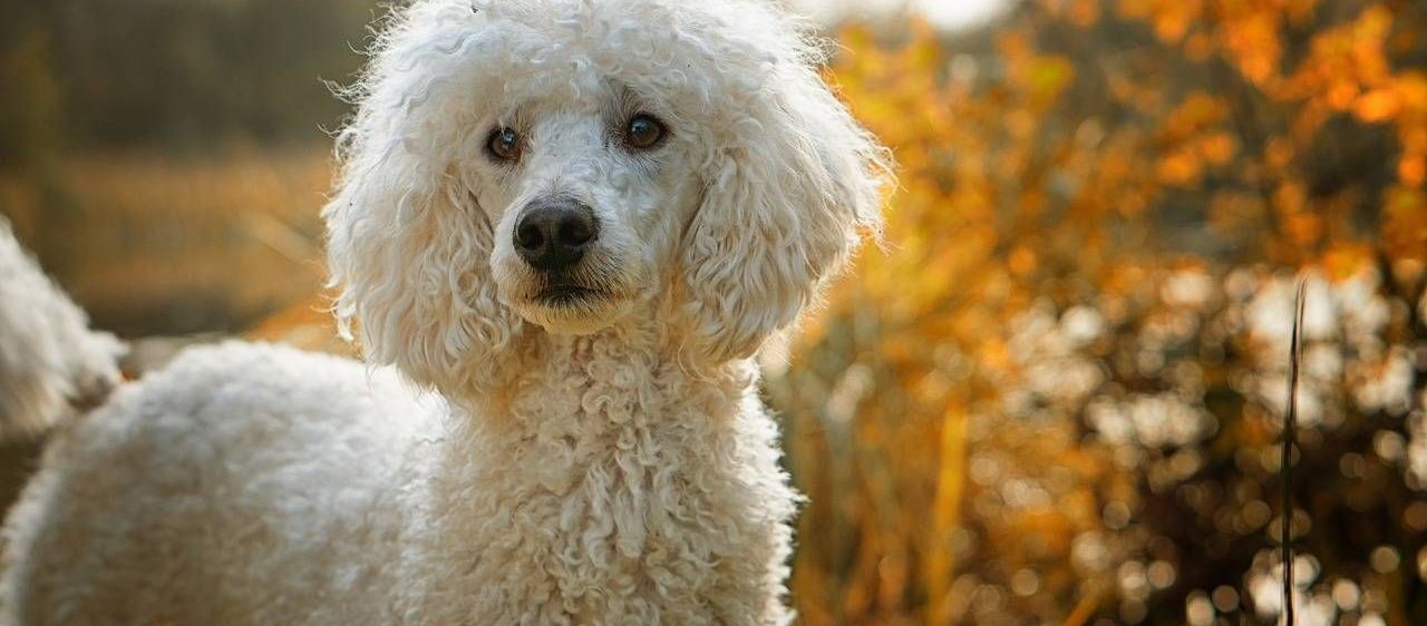 v1_migrated_image_37142181