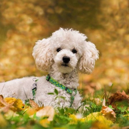 v1_migrated_image_90019452