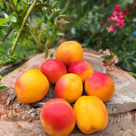 Bild enthält, Food, Fruit, Plant, Produce