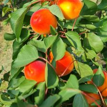Bild enthält, Food, Fruit, Plant, Produce, Pear, Leaf, Peach