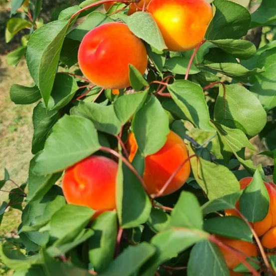 Bild enthält, Food, Fruit, Plant, Produce, Pear, Leaf, Peach