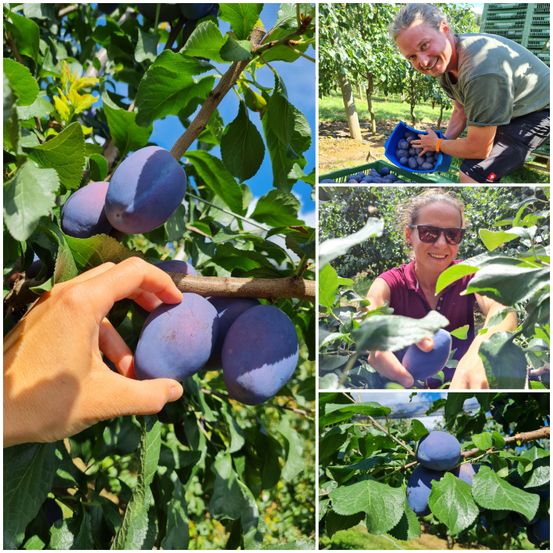 Bild enthält, Food, Fruit, Produce, Adult, Male, Man, Person, Glasses, Bracelet, Plum