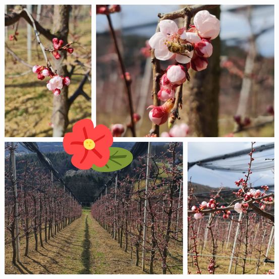 Bild enthält, Flower, Petal, Bud, Outdoors, Nature, Collage, Countryside, Fruit