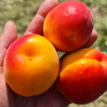Bild enthält, Food, Fruit, Plant, Produce, Apple, Citrus Fruit, Orange, Peach
