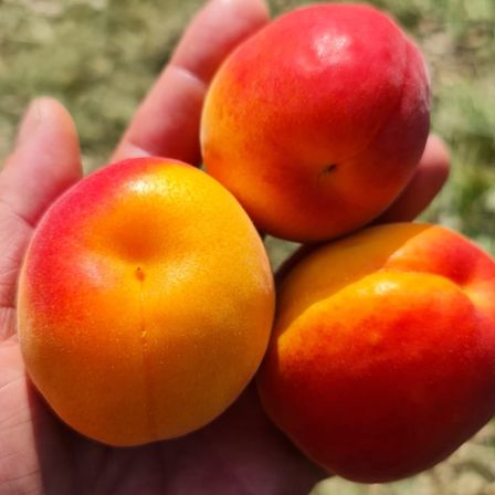 Bild enthält, Food, Fruit, Plant, Produce, Apple, Citrus Fruit, Orange, Peach
