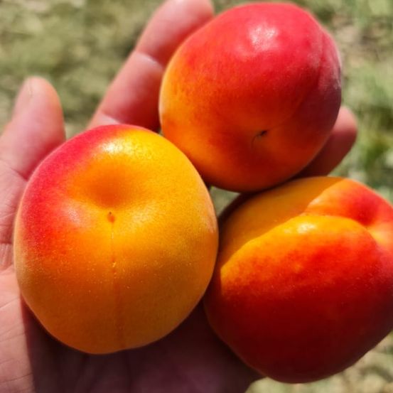 Bild enthält, Food, Fruit, Plant, Produce, Apple, Citrus Fruit, Orange, Peach