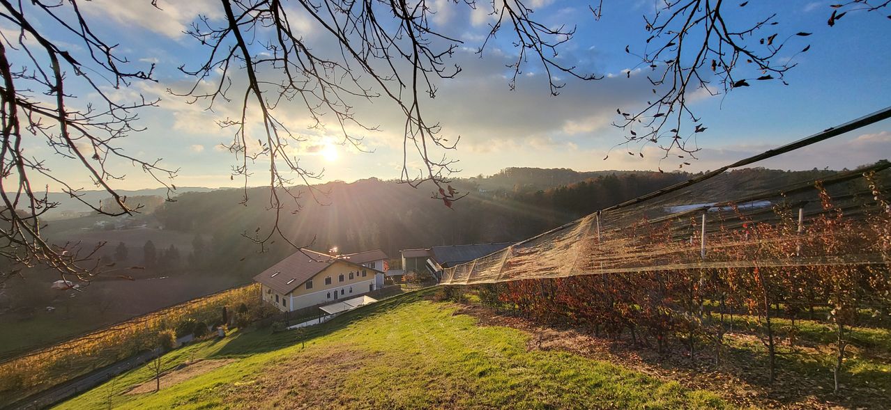 Ein Hügelblick zeigt ein Haus unter einem strahlenden Sonnenschein, mit einem Weinbergnetz darüber und einer üppigen Landschaft. Berge in der Ferne ergänzen die friedliche Umgebung.
