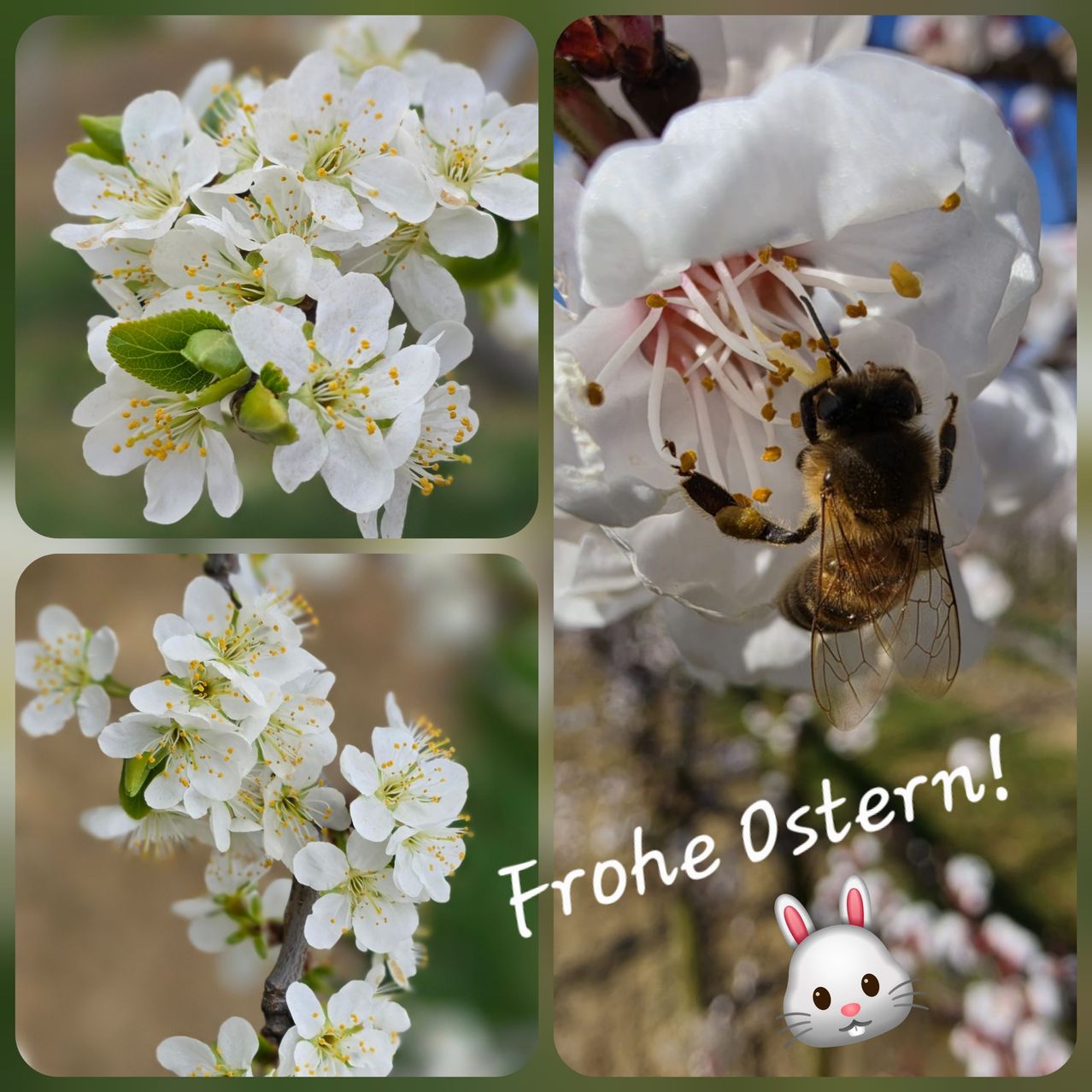 Vier Bilder von weißen Blumen. Eine hat eine Biene, die Pollen sammelt. Der Text lautet 'Frohe Ostern!' mit einem Hasen unten rechts.