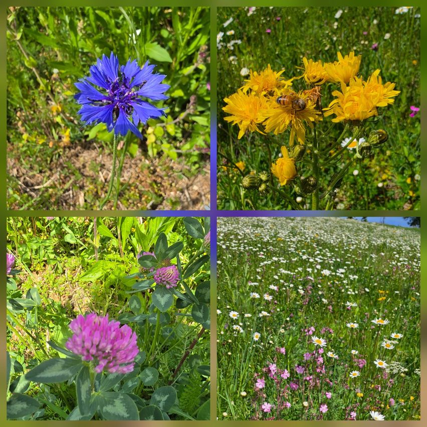 A collage of wildflowers: blue cornflower, yellow dandelion with a bee, purple clover, and a meadow with daisies, daisies, and other wildflowers.