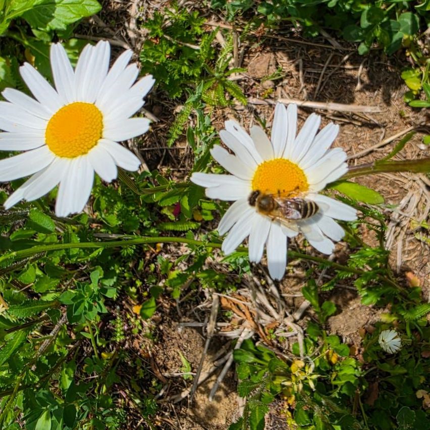 Two daisies with a bee collecting pollen in the middle of a garden. The flowers have white petals and yellow centers.