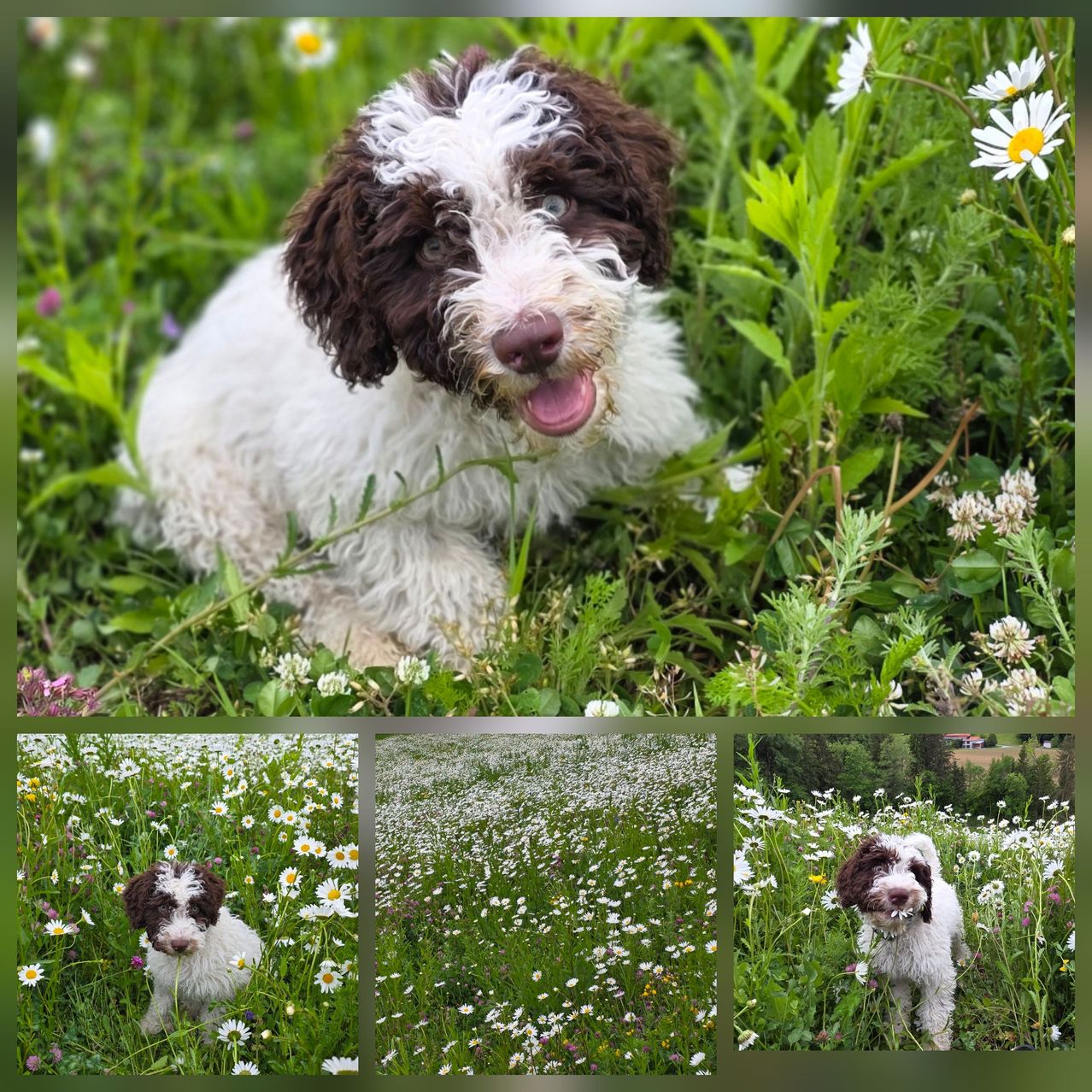 A collage of a dog sitting and standing in various grassy fields with daisies. The dog has brown and white fur.