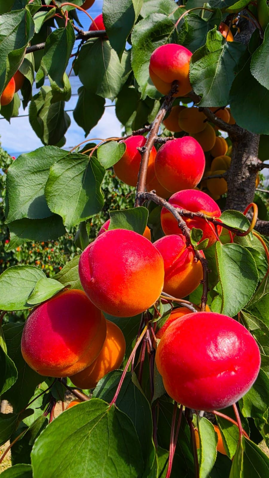A close-up view of ripe, red and orange apricots hanging from a tree branch, surrounded by lush green leaves.