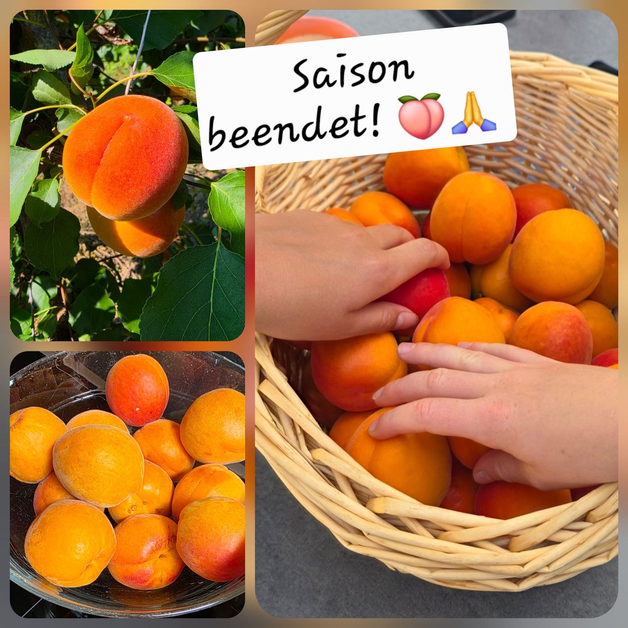 Drei Bilder zeigen Aprikosen: eine an einem Baum, eine in einer Süßschale und eine in einem Korb, wobei Hände sie pfücken. Ein Schild trägt die Aufschrift 'Saison beeîndet!' auf Französisch.