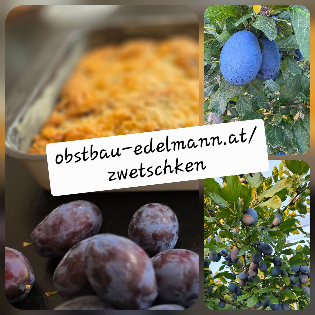 A collage of images featuring a baked dish, blue plums on a tree, and a bunch of purple plums. The text overlay reads 'obstbau-edelmann.at/zwetschke'.
