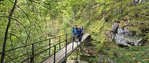 Eine Gruppe von Menschen geht auf einer Holzbrücke über einen Fluss in einem Wald.