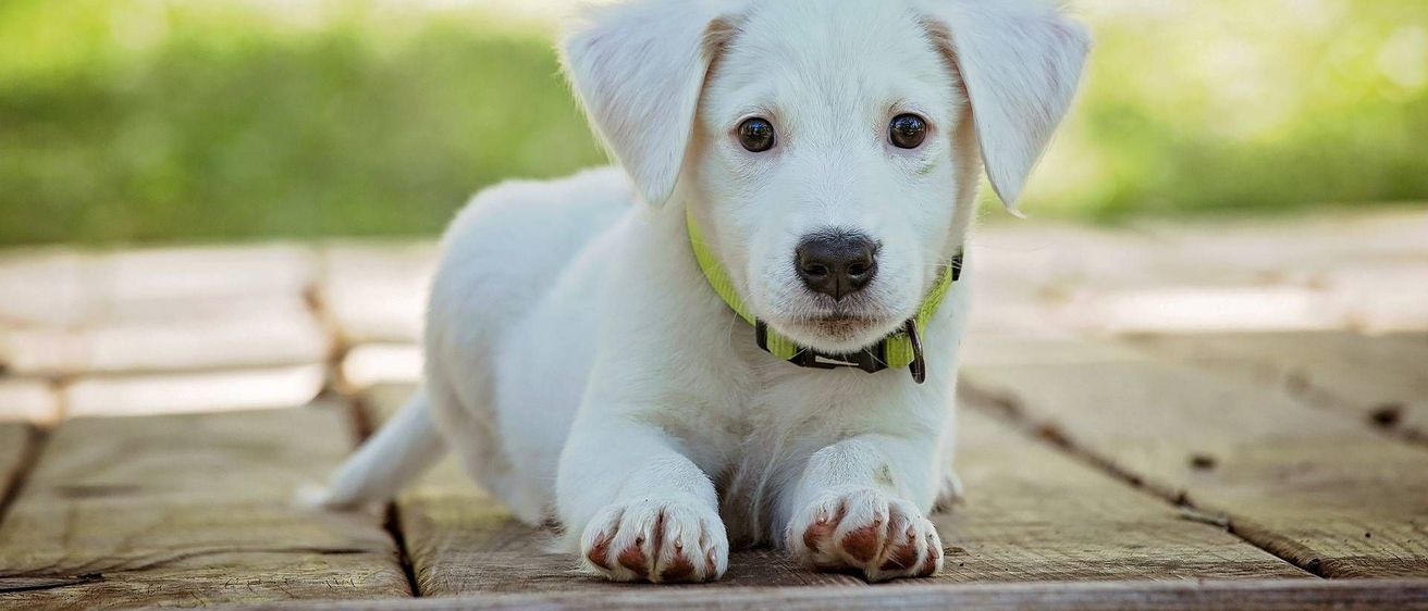 v1_migrated_image_16062970