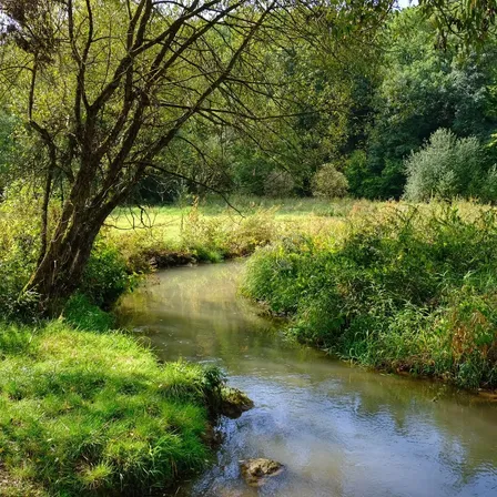 Ein kleiner Bach schlängelt sich durch eine üppige, grüne Landschaft, umgeben von dichtem Laub und hohen Bäumen. Das Wasser erscheint klar und ruhig.
