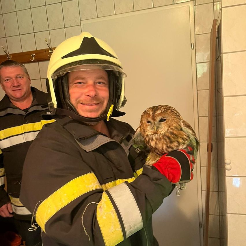 A firefighter holds an owl in his hand while another firefighter stands behind him in a room with tiled walls.