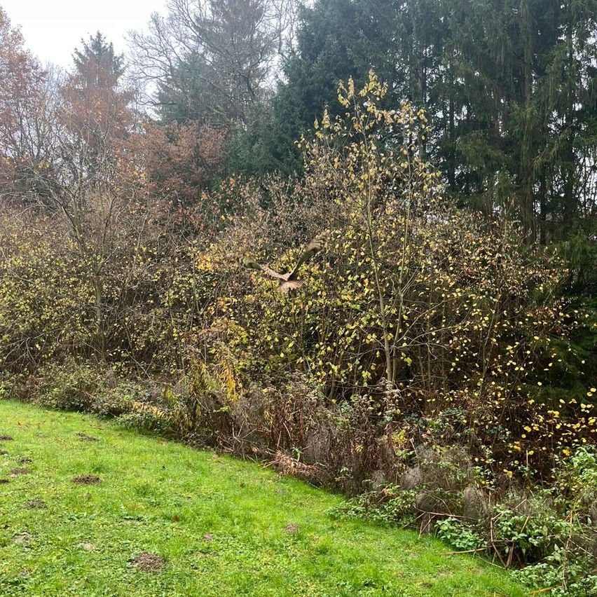 A grassy field with a hedge of trees in the background. Some trees have yellow leaves, while others are bare. A bird is flying above the hedge.