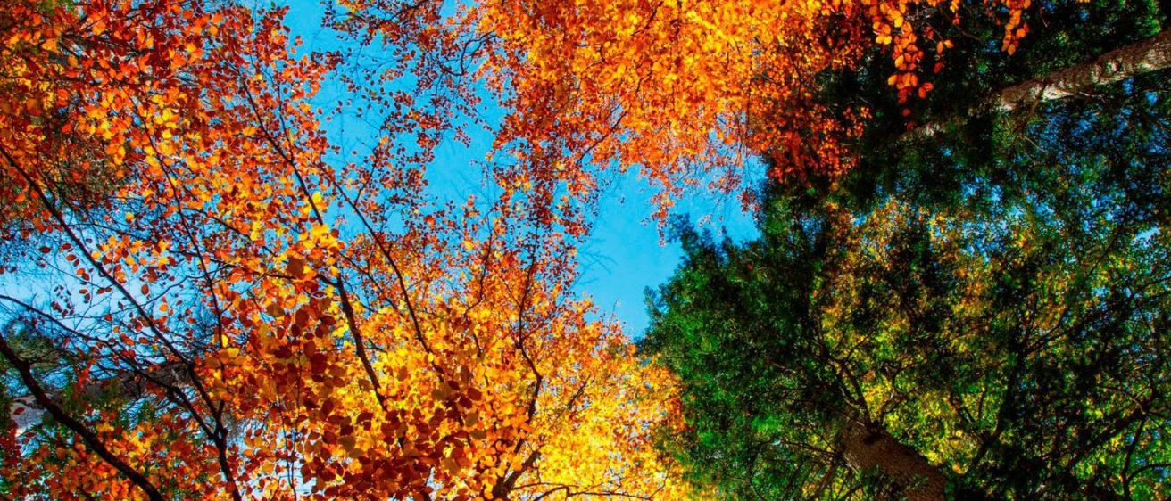 Bild enthält, Leaf, Plant, Tree, Autumn, Nature, Outdoors, Scenery, Vegetation