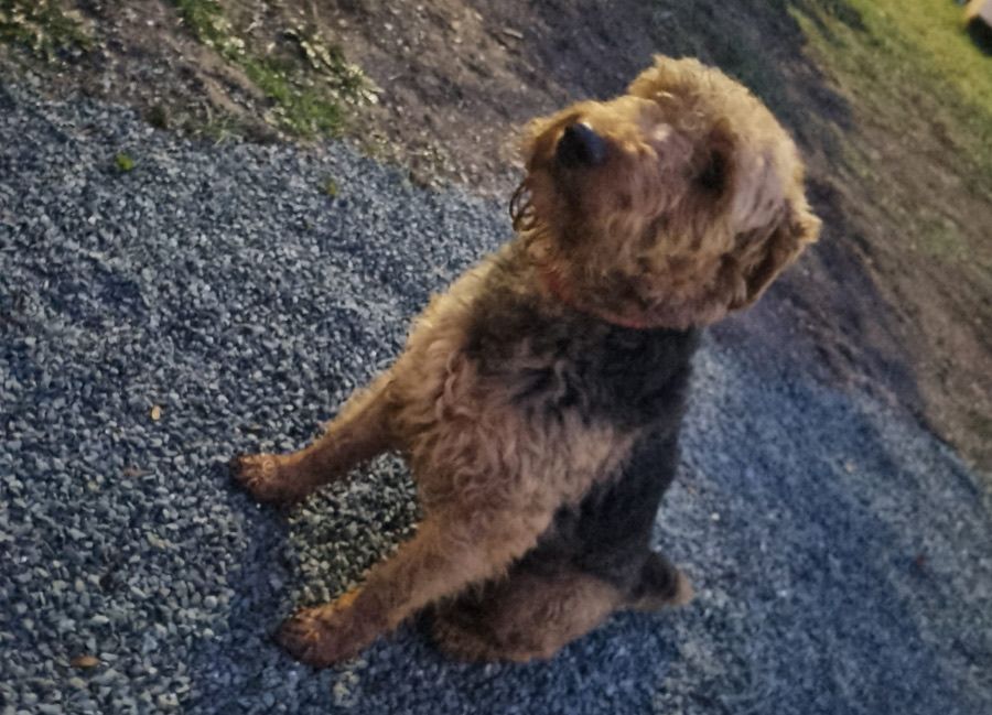 Ein kleiner, lockiger brauner Hund sitzt auf Kies und schaut mit nassem Fell nach oben.