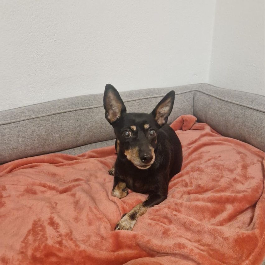 A small black and brown dog is resting on a pink blanket on a gray couch. The dog has a relaxed expression.
