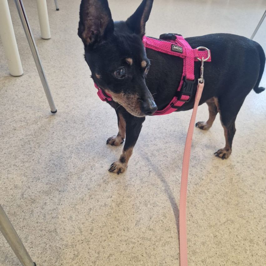 A small black dog with brown patches is standing on a tiled floor. It is wearing a pink harness with a metal buckle.