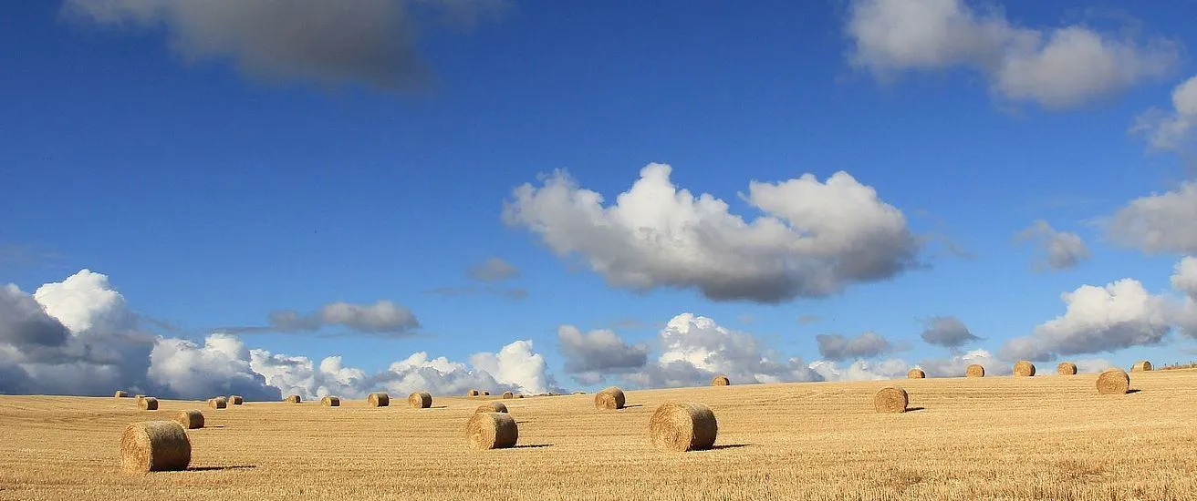 Ein Feld mit zahlreichen Heuballen unter einem teilweise bewölkten blauen Himmel. Das trockene Gras und die Ballen sind ordentlich in Reihen angeordnet.