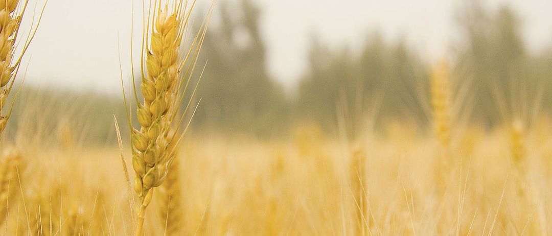Eine Nahaufnahme von goldenen Weizenhalmen in einem Feld mit verschwommenen Bäumen im Hintergrund.
