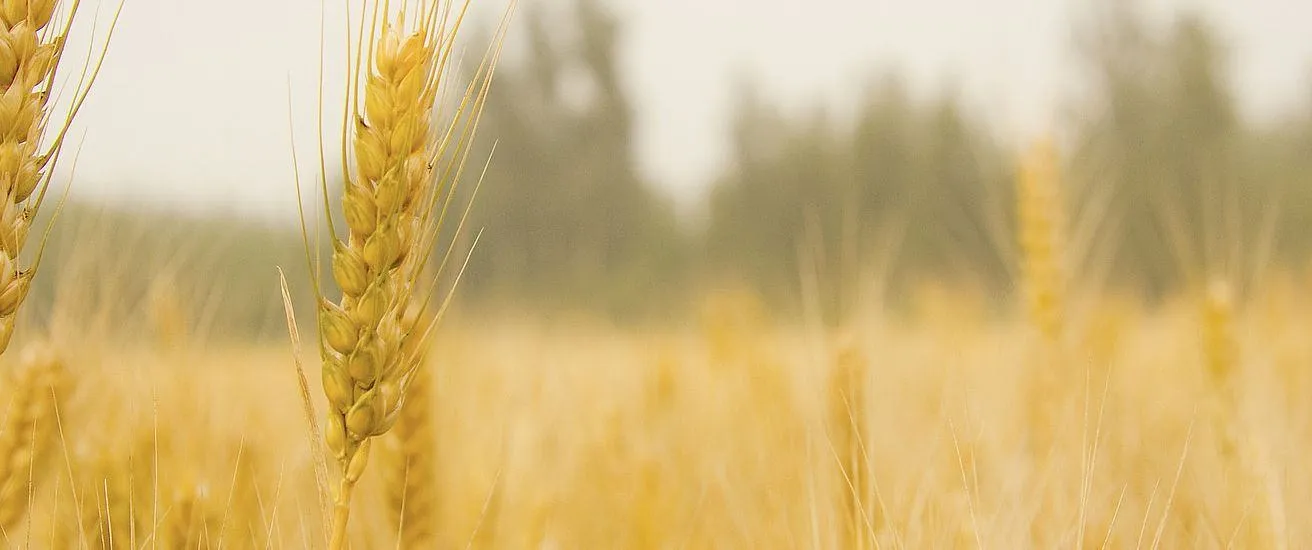 Eine Nahaufnahme von goldenen Weizenhalmen in einem Feld mit verschwommenen Bäumen im Hintergrund.