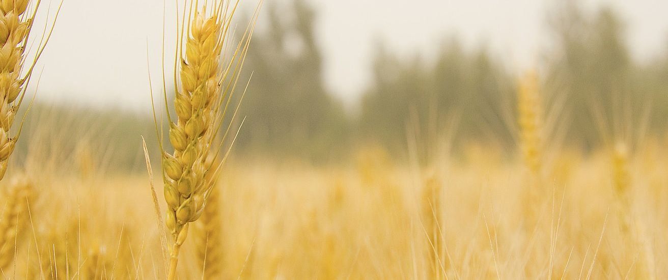 Eine Nahaufnahme von goldenen Weizenhalmen in einem Feld mit verschwommenen Bäumen im Hintergrund.