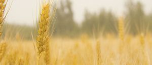 Eine Nahaufnahme von goldenen Weizenhalmen in einem Feld mit verschwommenen Bäumen im Hintergrund.