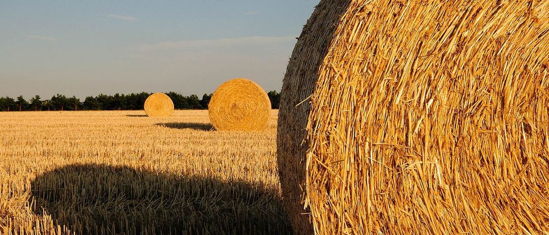 Ein Feld mit zwei großen runden Heuballen unter einem klaren blauen Himmel mit Bäumen in der Ferne.