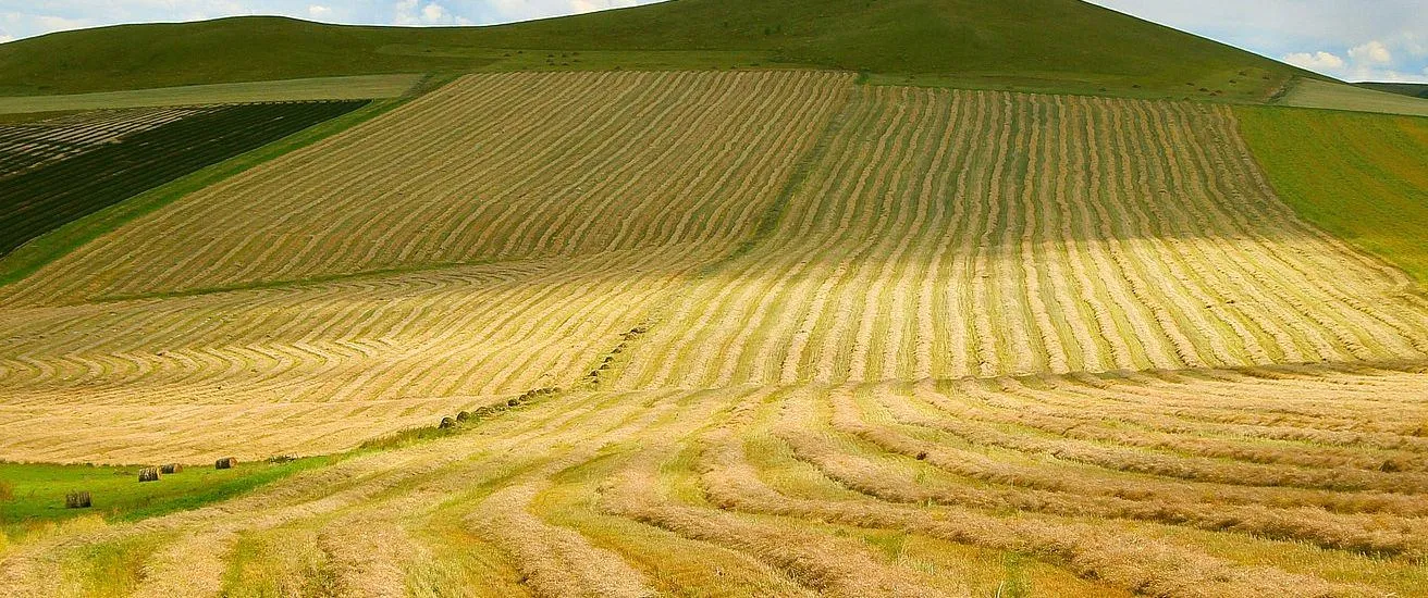 Ein weites Ackerland mit Reihen goldenen Weizenstrohs unter einem blauen Himmel mit weißen Wolken, vor dem Hintergrund sanfter grüner Hügel.