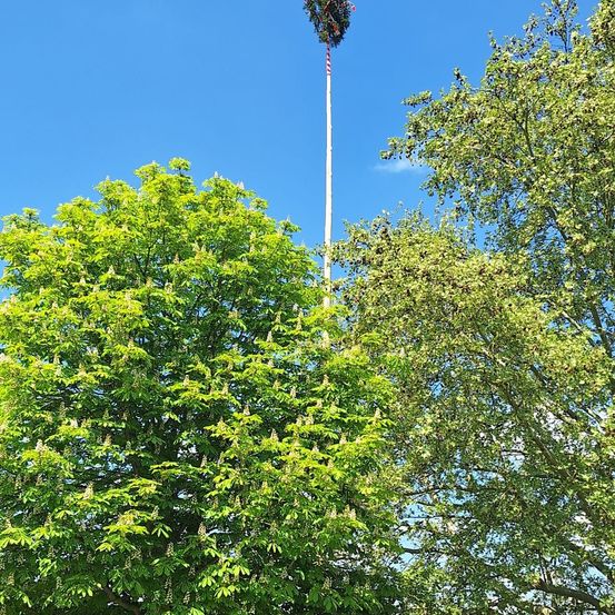 Ein hoher Baum mit grünen Blättern ist von anderen Bäumen umgeben, unter einem klaren blauen Himmel. In der Mitte des höchsten Baumes befindet sich eine Flagge.