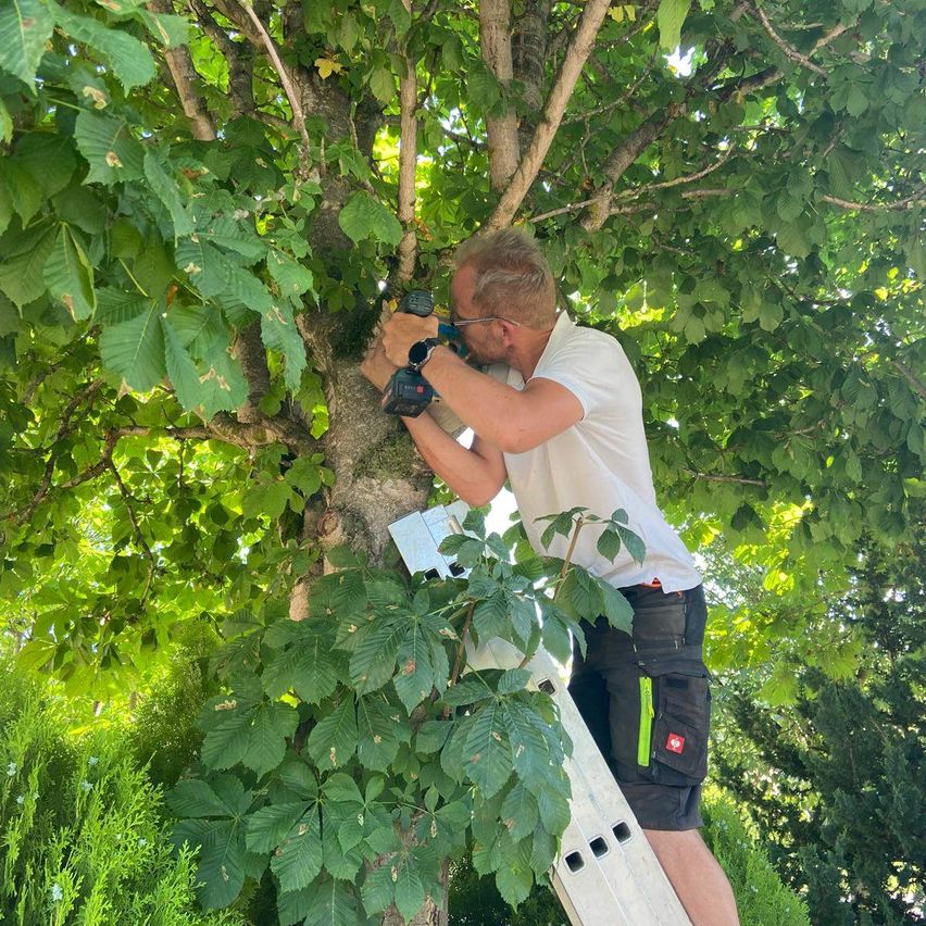 Ein Mann steht auf einer Leiter und schneidet einen Baum mit einem Elektrowerkzeug. Er trägt ein weißes T-Shirt und schwarze Shorts mit einer Sicherheitstasche.