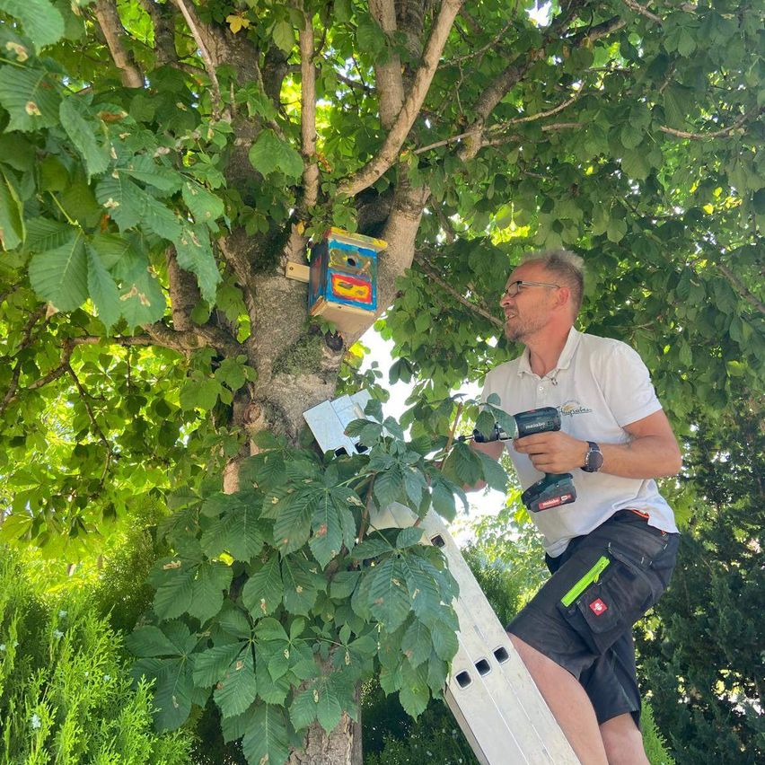Ein Mann klettert eine Leiter hinauf, um ein Vogelhaus an einen Baum zu befestigen. Er hält eine Bohrmaschine und trägt ein weißes Hemd und schwarze Shorts. Der Baum hat üppige grüne Blätter.