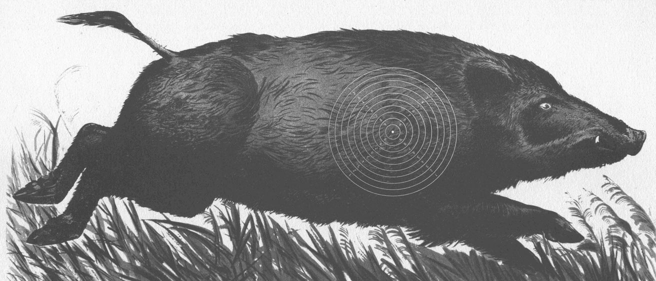 Bild enthält, Animal, Boar, Hog, Mammal, Pig, Wildlife, Bear