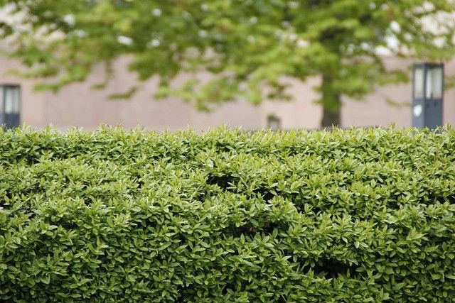 Im Vordergrund dominiert ein dichter, grüner Busch, während im Hintergrund ein Baum und ein Gebäude teilweise zu sehen sind.