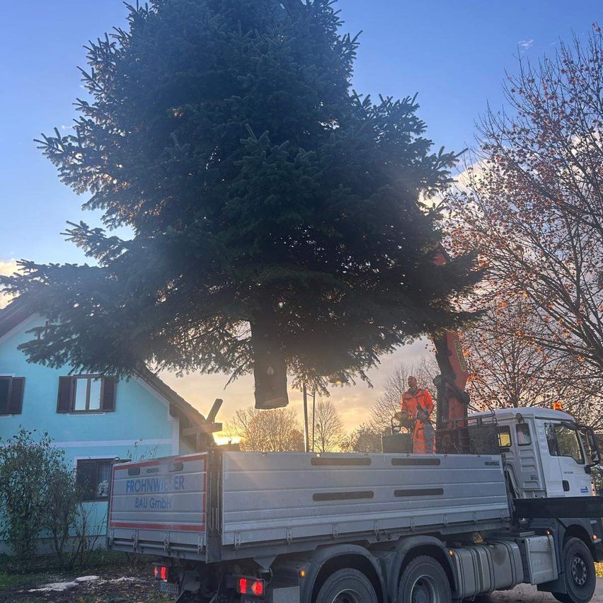 Ein Mann benutzt einen Kran, um einen großen Weihnachtsbaum auf einen Lastwagen vor einem blauen Haus zu setzen.