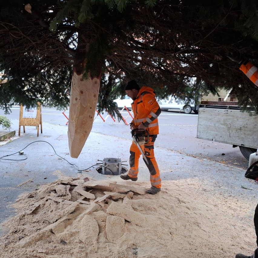 Ein Mann in einem orangefarbenen Sicherheitsanzug sägt einen Baum mit einer Kettensäge ab. Ein Eimer steht in der Nähe der Baumbasis.