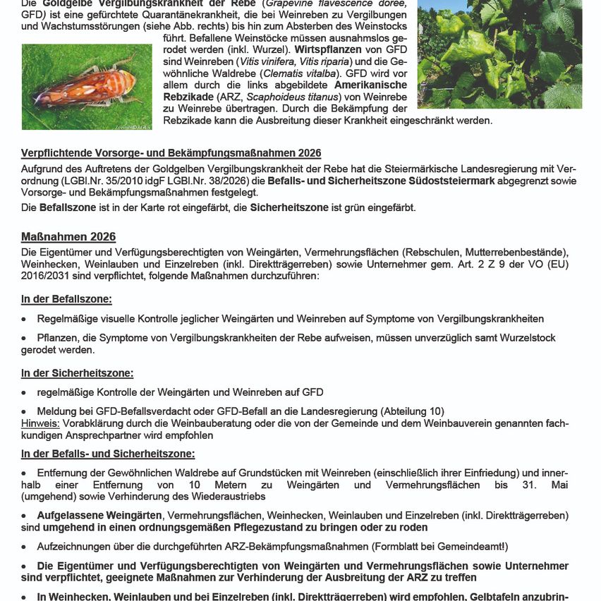 Bild zeigt einen Rebblatt mit Krankheitssymptomen und beschreibt Quarantänemaßnahmen, Inspektionsprotokolle und Kontrollmaßnahmen für die Rebvergilbungskrankheit, verursacht durch den glasflügeligen Spitzkopfzikaden.