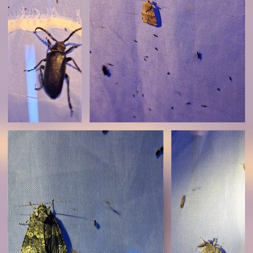 Eine Collage aus vier Bildern, die verschiedene Insekten zeigen. Das erste Bild ist eine Nahaufnahme eines schwarzen Käfers. Das zweite Bild ist ein lila Hintergrund mit mehreren kleinen Insekten. Das dritte Bild ist ein Nachtfalter mit einem gelb-schwarzen Muster. Das vierte Bild ist ein kleines Insekt auf weißem Hintergrund.